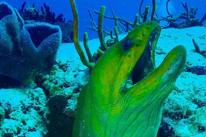 Tulum Diving (Reef) 2 Tanks - The 25-Minute Boat Ride: Scenic, Practical, and Not Too Long