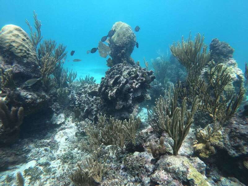 Tulum: Private Snorkel and Sailing Experience - Your 1.5 Hours on the Water: Sailing, Snorkeling, and Photo Time