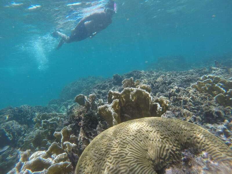 Tulum: Private Snorkel and Sailing Experience - Snorkeling the Mesoamerican Reef: What You’ll See Under the Surface