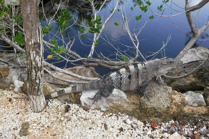 Tulum Ruins Tour (Private, Half Day) - FAQ