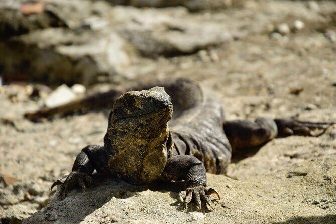 Tulum Ruins, Turtles in Akumal and Cenote tour - Stop 2: Akumal sea turtles in Turtle Bay snorkeling