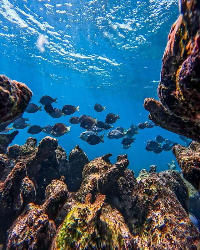 Tulum: Snorkeling at Paradise Reef - Key highlights worth knowing before you go
