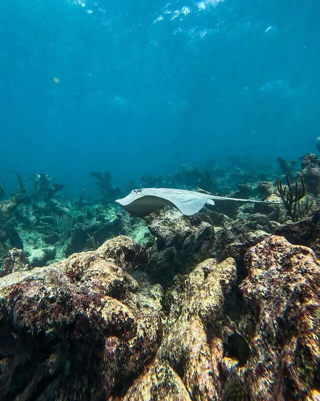 Tulum: Snorkeling at Paradise Reef - Should You Book Paradise Reef Snorkeling in Tulum?