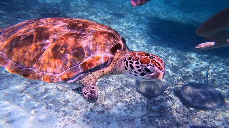 Tulum: Snorkeling at Paradise Reef - Paradise Reef Snorkeling From Tulum: What You Really Get