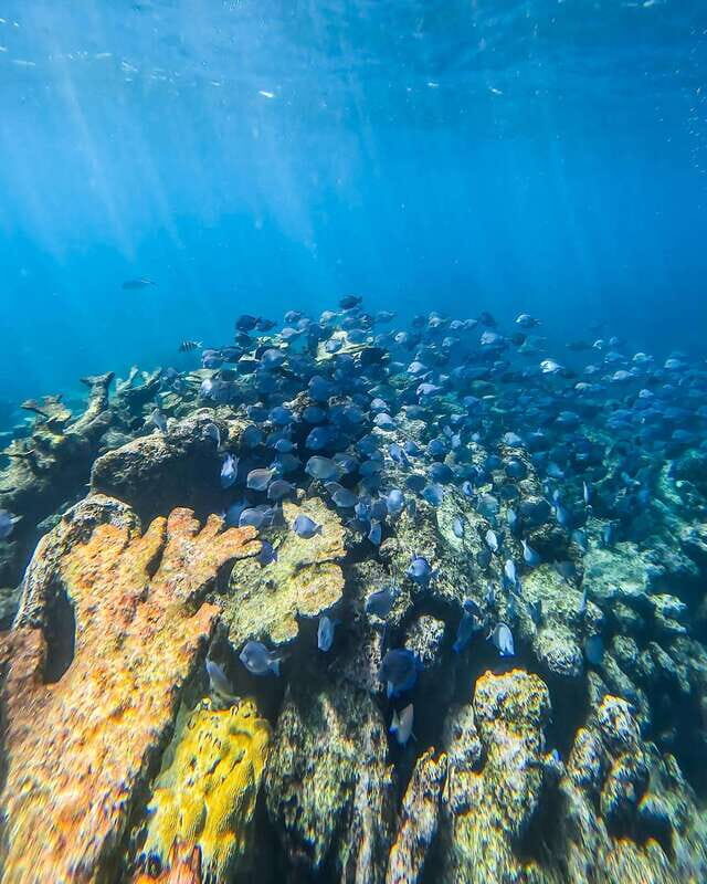 Tulum: Snorkeling at Paradise Reef - Boat Time and Getting Set Up: Why It Feels Beginner-Friendly