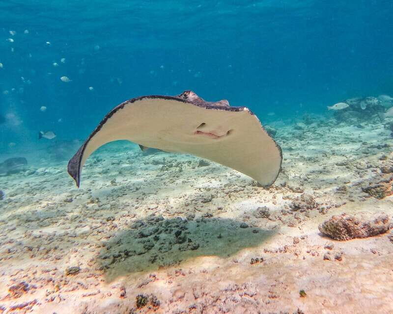 Tulum: Snorkeling at Paradise Reef - Reef Time at Paradise Reef: How the Guide Works With You