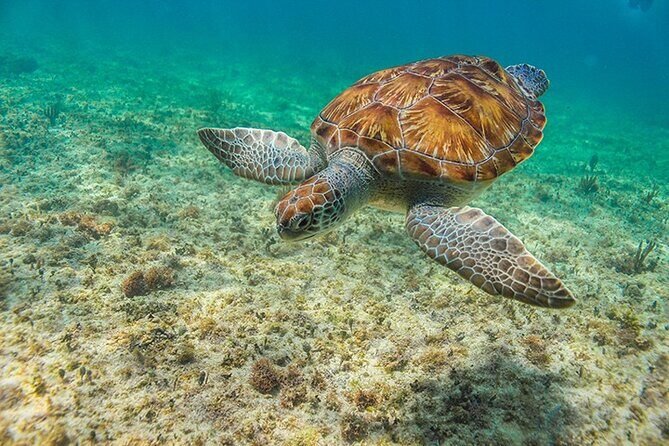 Tulum, Snorkeling with Sea Turtles, Cenote and Beachside Lunch - Stop 4: Punta Venado Beach Club lunch—an actual meal, but not always on time