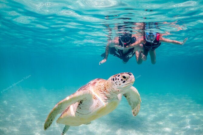 Tulum VIP Private Tour with Sea Turtles & Cenote – Award-Winning - One key requirement before you book