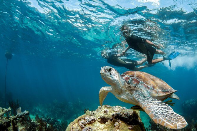Turtle Encounter Private Tour – Swim with Sea Turtles & Cenote - Why Akumal’s shore snorkeling is the star of the morning