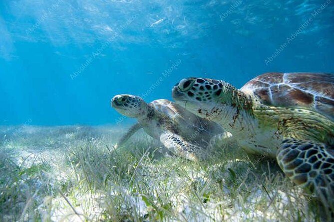 Turtle Encounter Private Tour – Swim with Sea Turtles & Cenote - Pickup timing, travel time, and why 7:30 am is worth it