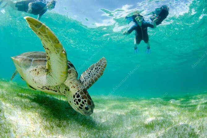 Turtle Encounter Private Tour – Swim with Sea Turtles & Cenote - Who this tour is best for (and who should skip it)