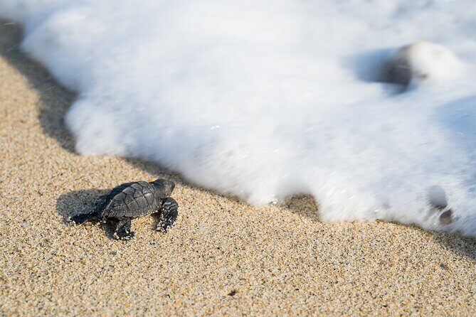 Turtle Release Escobilla Sanctuary and crocs in Ventanilla. - Key things to know before you go