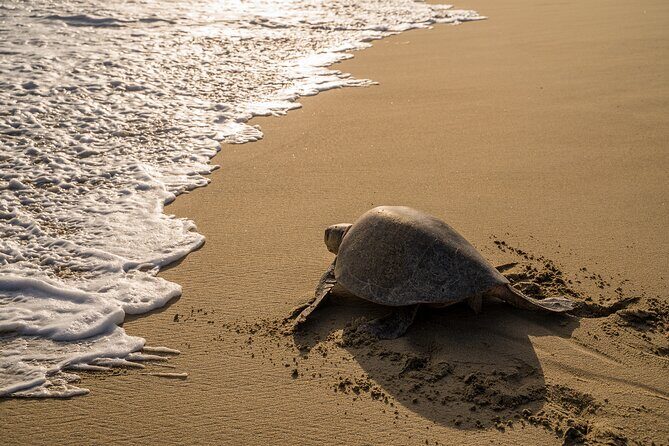 Turtle Release Escobilla Sanctuary and crocs in Ventanilla. - Price and logistics: what your $42 really covers