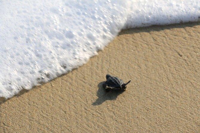Turtle Release Escobilla Sanctuary and crocs in Ventanilla. - Crocodiles and sunset photos: what you’re likely to remember
