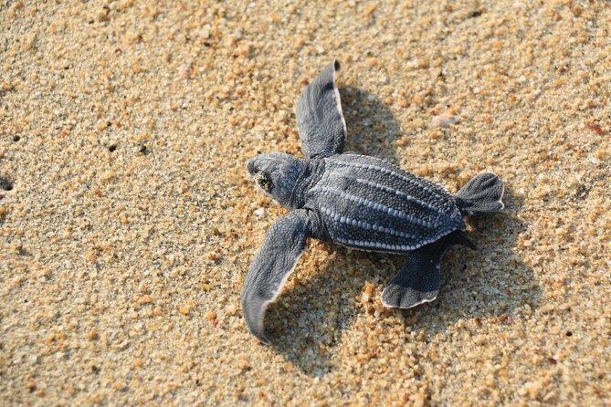 Turtle Release Escobilla Sanctuary and crocs in Ventanilla. - Pickup at 1:30 pm: when the long drive is part of the experience