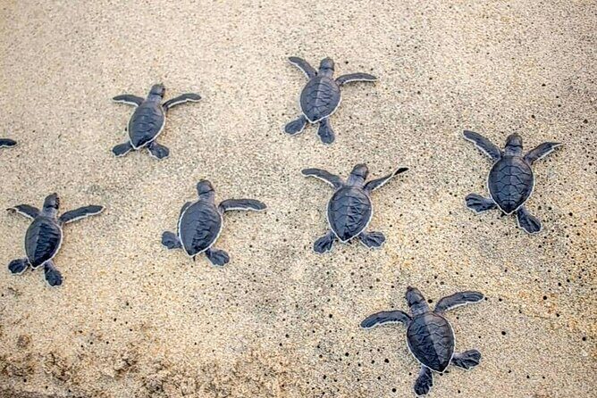 Turtle Release Playa Blanca - Key points to know before you go