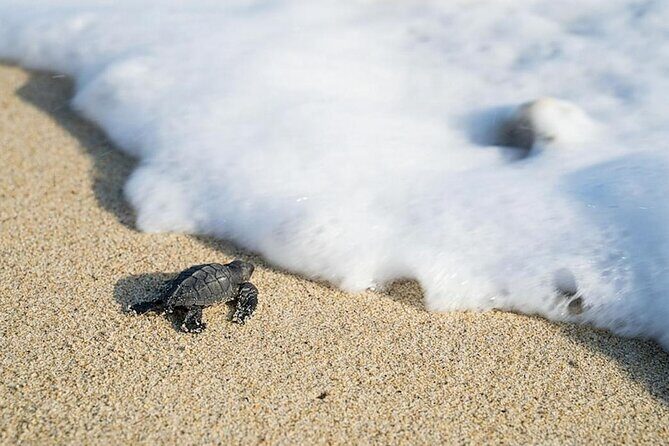 Turtle Release Playa Blanca - Turtle Release Playa Blanca: what you’re really signing up for