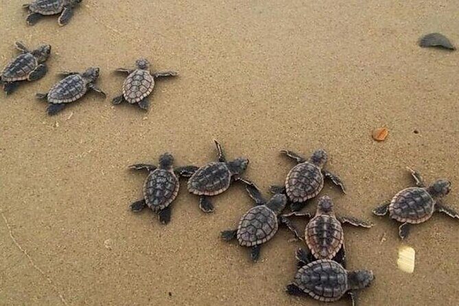 Turtle Release Playa Blanca - Playa Troncones and the nearby coasts: getting there and what to expect