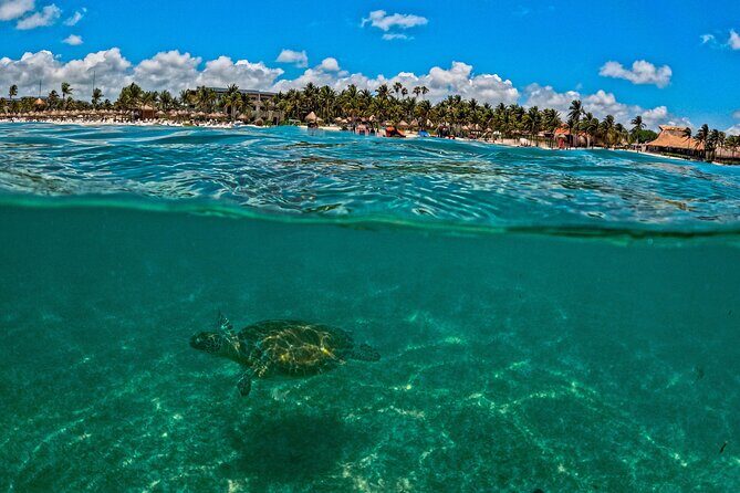 Turtle Snorkeling and Jungle Adventure with Cenote - Akumal Bay turtle snorkeling: what your morning actually feels like