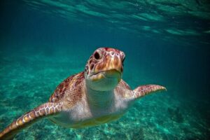 Turtle Snorkeling and Jungle Adventure with Cenote - Cenote Ocean Tours Mexico jungle circuit: zipline, rappel, then cenote snorkeling