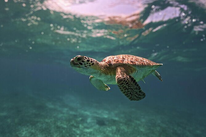 Turtle Snorkeling and Jungle Adventure with Cenote - Comfort notes for families and first-timers