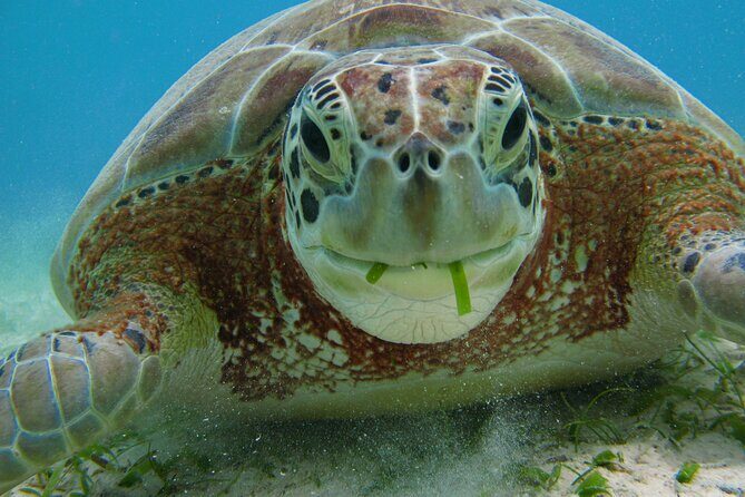 Turtle Snorkeling and Jungle Adventure with Cenote - Should you book this Turtle Snorkeling and Cenote adventure?