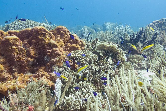 Two reef discovery dives with professional instructor (no experience necessary) - Included Gear and Extras: What You Pay For (and Why It’s Fair)