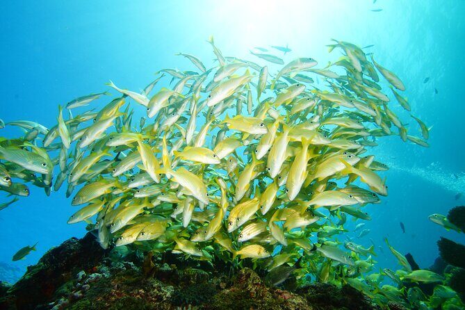 Two Reefs For Certified Divers in Cancun - Entering The Reef Day: Cancun Timing, Meeting Point, and the Real Flow