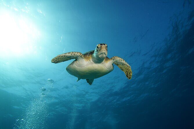 Two Reefs For Certified Divers in Cancun - How the Depth and Drift Affect What You’ll See
