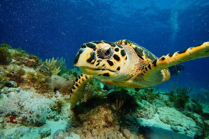 Two Reefs For Certified Divers in Cancun - Price and Value: Is $145 Worth It?