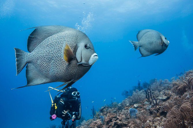 Two tanks local diving for certified divers, SCUBA gear included - Two Tanks, Mahahual Reef Sites, and a Fast Get-In-Get-Out Rhythm