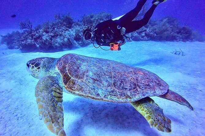 Two tanks local diving for certified divers, SCUBA gear included - Price and What You Get for $100