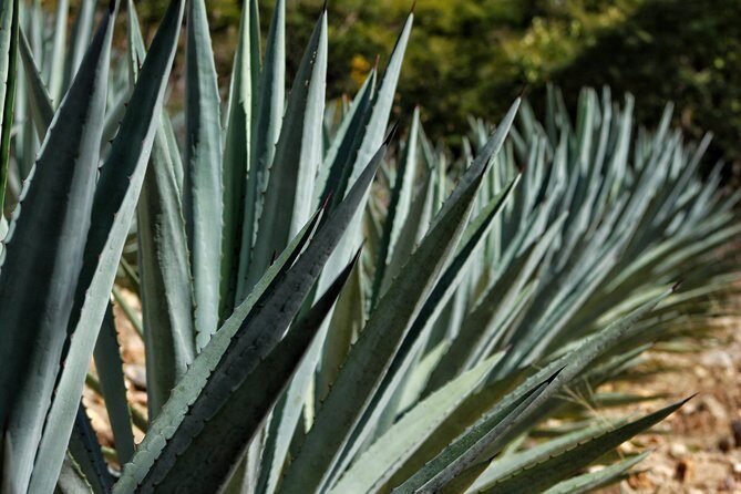 Ultimate Hierve el Agua Hike + Mezcal - Lunch and the Mezcal Finale With Jeronimo