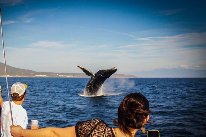 Ultimate Whale Watching Experience All-Inclusive - Key Highlights at a Glance