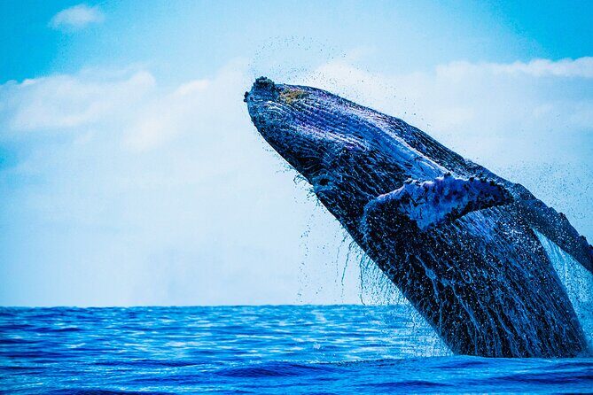 Ultimate Whale Watching Experience All-Inclusive - Whale Watching in Banderas Bay: How the Crew Improves Your Chances