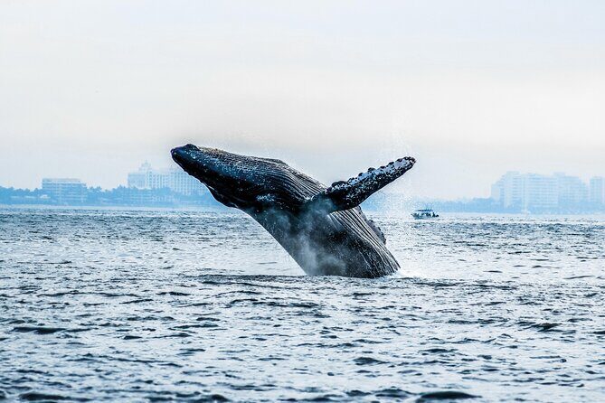 Ultimate Whale Watching Experience All-Inclusive - The Boat Experience: Water Slides, Jump Platforms, and Crew Energy