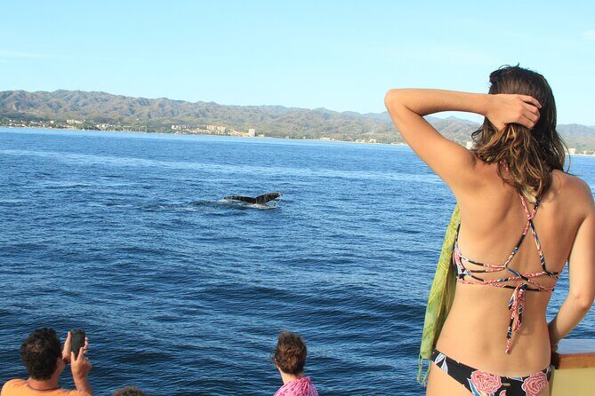 Ultimate Whale Watching Experience All-Inclusive - Weather, Wind, and Sea Conditions: Your Best Safety Plan
