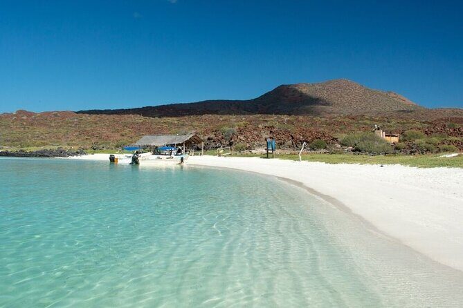 UNESCO World Heritage Site: 1 Day Coronado Island from Loreto Adventure - Wildlife encounters: what you might see beyond sea lions