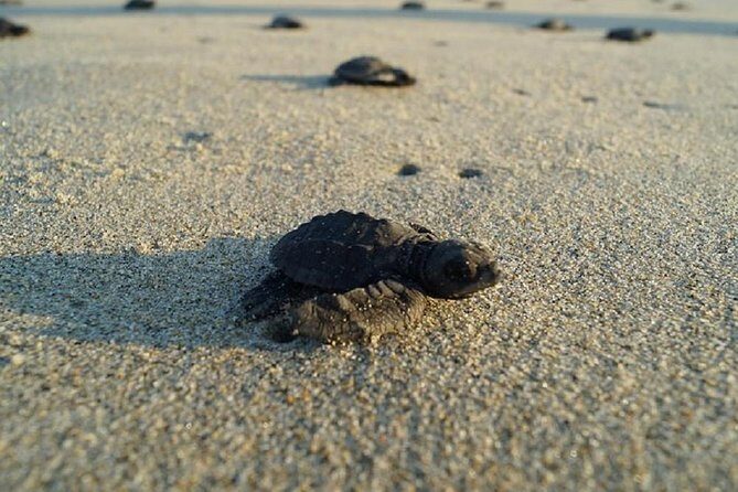 Unique Turtle Sanctuary & Sunset Experience - Key things to know before you go