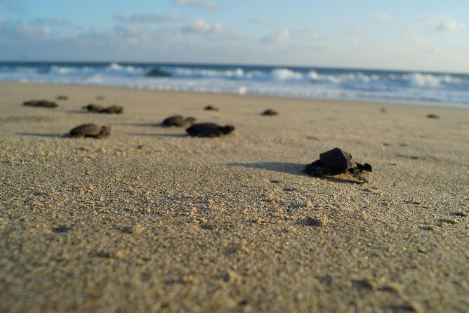 Unique Turtle Sanctuary & Sunset Experience - Turtle education on the coast: learning behavior, not just doing a photo