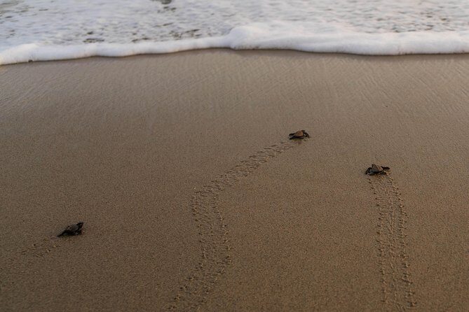 Unique Turtle Sanctuary & Sunset Experience - Huatulco and surroundings drive: value beyond the turtle stop