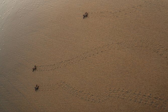 Unique Turtle Sanctuary & Sunset Experience - Timing and weather: what the sunset part can feel like
