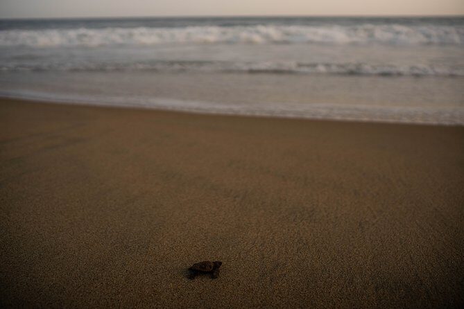 Unique Turtle Sanctuary & Sunset Experience - What to bring and wear (so you don’t spend the day uncomfortable)
