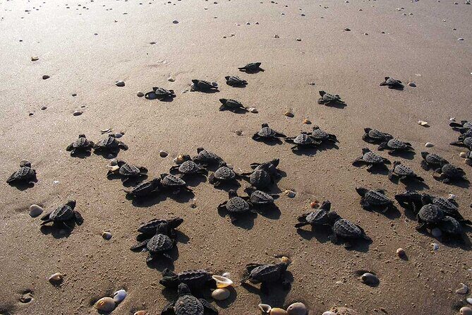 Unique Turtle Sanctuary & Sunset Experience - Small-group energy: why the cap (48) can matter