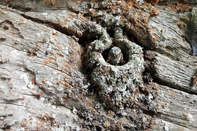 Valladolid Mayan Bees Tour with Lunch or breakfast and Honey Tasting - Key highlights you’ll feel (fast)