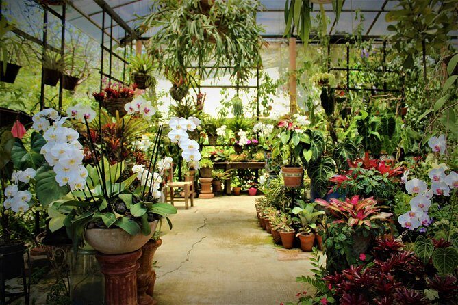 Vallarta Botanical Garden and Tequila Tasting from Puerto Vallarta - The 10:00 am start: pickup rhythm and how to avoid stress