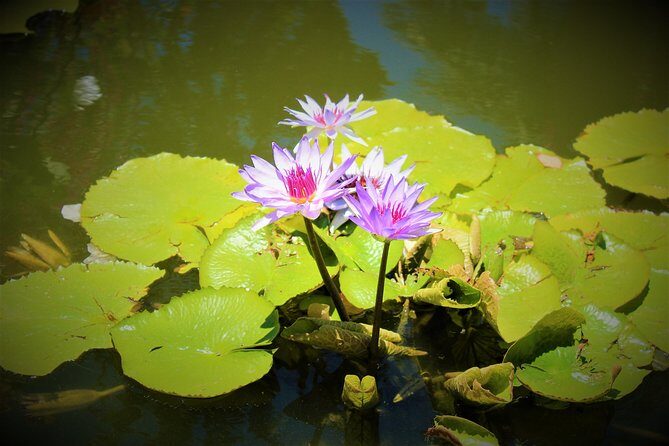 Vallarta Botanical Garden and Tequila Tasting from Puerto Vallarta - Ranch time and food: plan for lunch, not a surprise