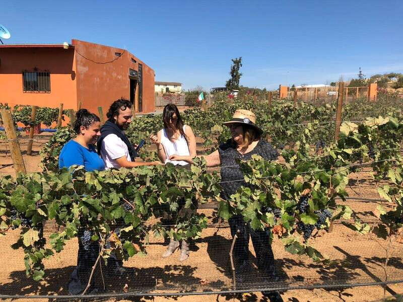 Valle de Guadalupe Wine Tasting Tour - What to bring and how much walking to expect