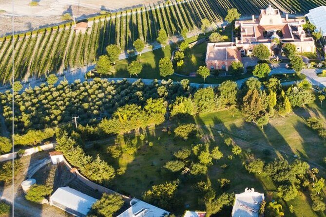 Vineyard, tour, tasting and fun in San Miguel de Allende - Who this tour fits best in San Miguel de Allende