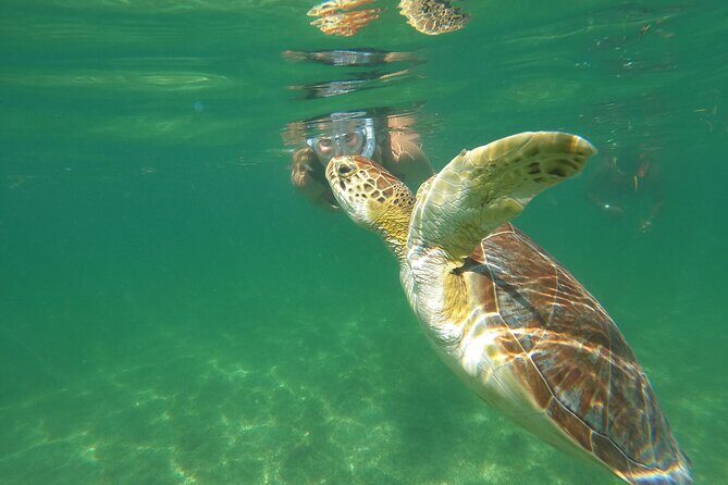 VIP Cenotes & Turtles Private Tour - Akumal at 7:00 am: Less crowd stress, more turtle time